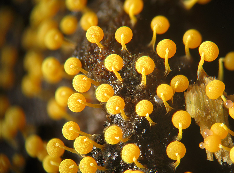 Physarum globuliferum?